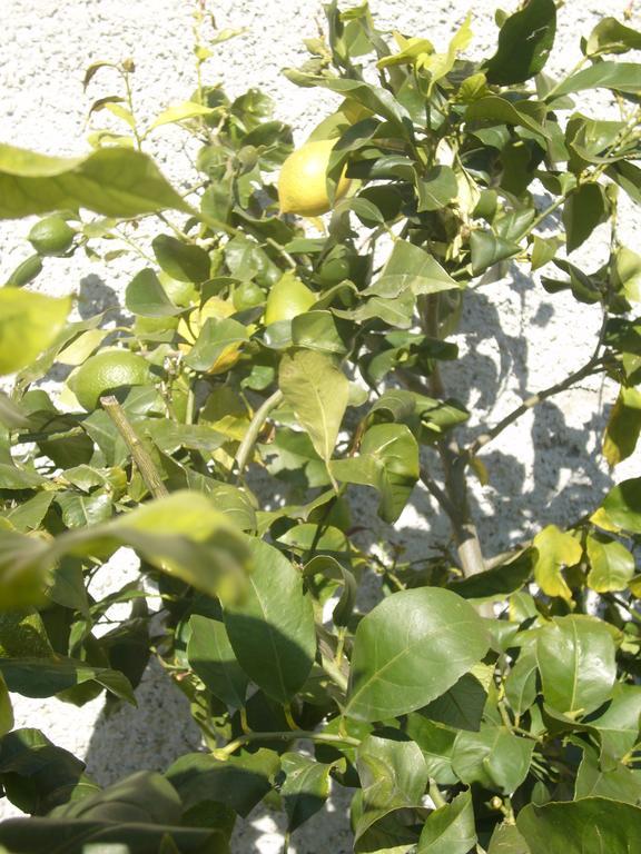Agriturismo Olivarancio Leivi 外观 照片