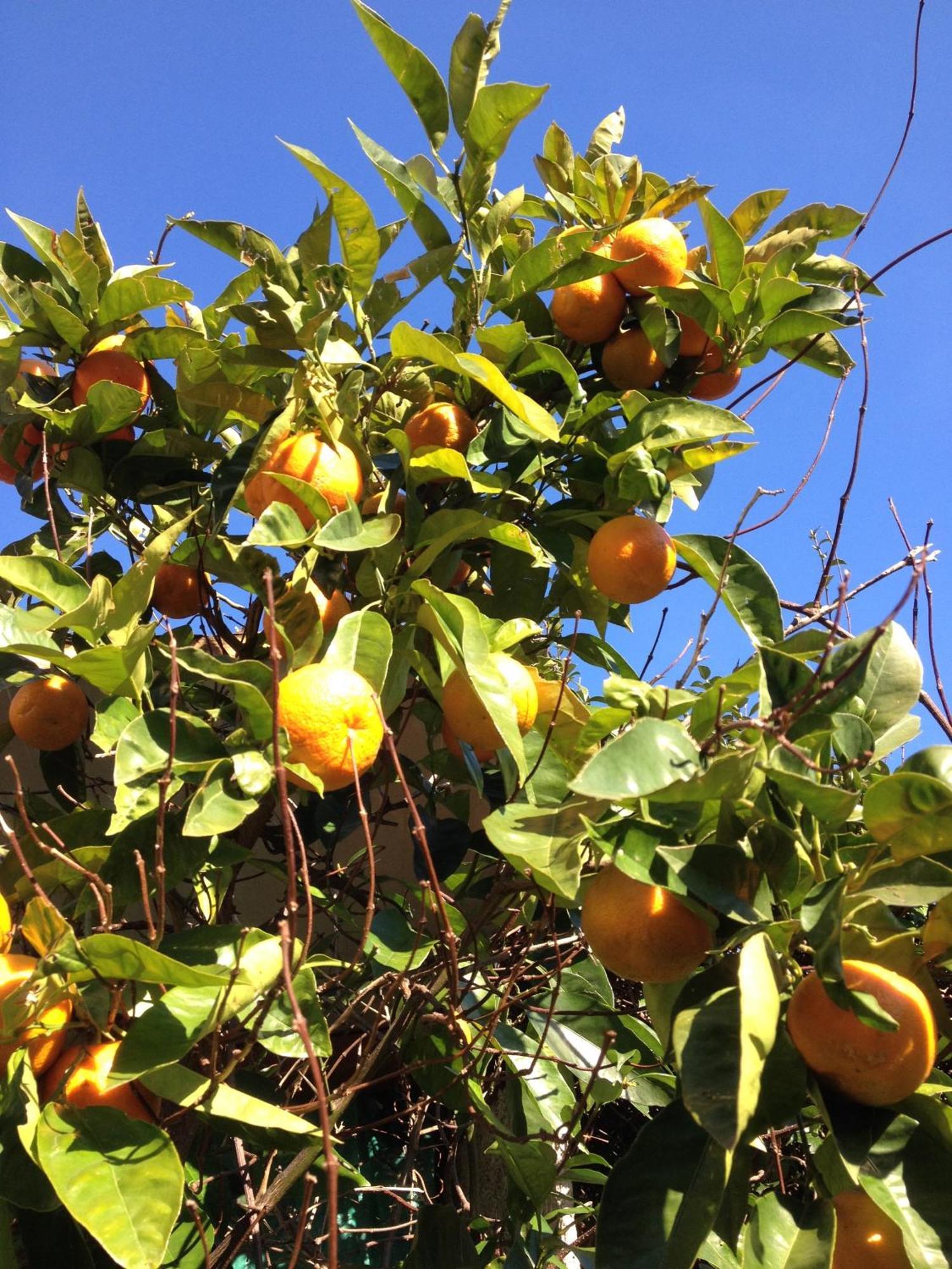 Agriturismo Olivarancio Leivi 外观 照片